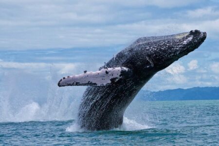 180211CarolineEnglishHumpbackWhaleOsa-1 Whale watching in the Golfo Dulce