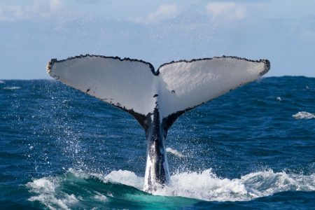 Humpback-whales-season-in-Costa-Rica Humpback-whales-season-in-Costa-Rica