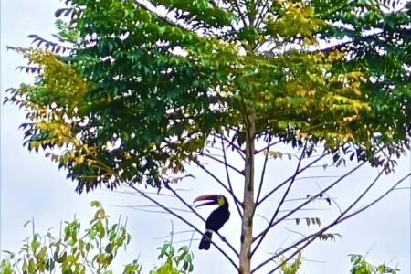 Pavones, Costa Rica – Oplus