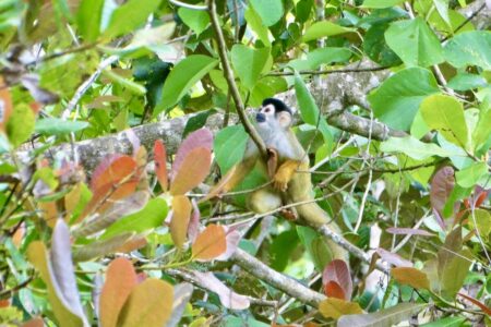 Monkeys Casa Nosy Tsara vacation rental near Zancudo – Monkeys
