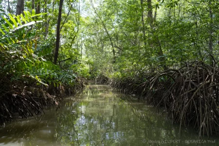 OP_Niko-0381 OP_Niko-0381