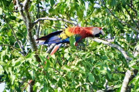 Parrots Casa Nosy Tsara vacation rental near Zancudo – Parrots