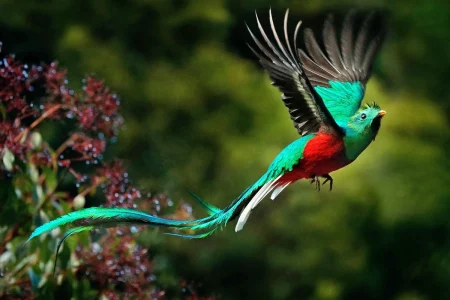 Resplendant-Quetzal-Costa-Rica.jpg Resplendant-Quetzal-Costa-Rica.jpg