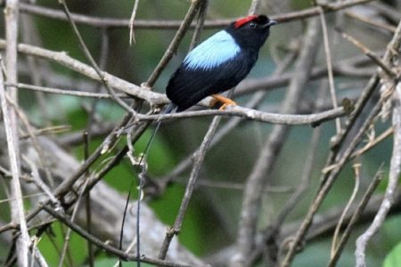VSI_blog_long_tailed_manakin
