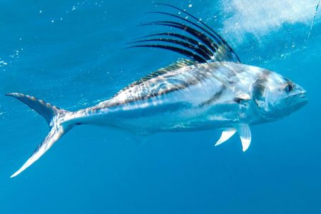 costa-rica-fishing-charters-sailfish-roosterfish-rooster-fish-sportfishing costa-rica-fishing-charters-sailfish-roosterfish-rooster-fish-sportfishing