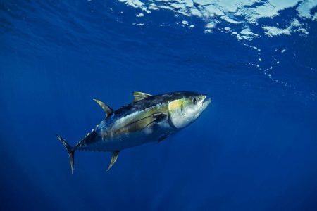 costa-rica-fishing-charters-sailfish-yellowfin-tuna-tuna-yellow-fin-sportfishing costa-rica-fishing-charters-sailfish-yellowfin-tuna-tuna-yellow-fin-sportfishing