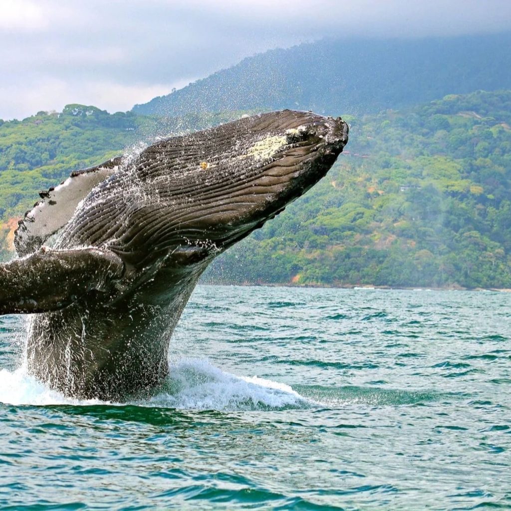 dolphin-and-whale-watching-4