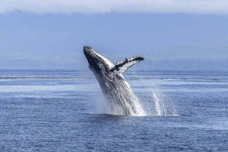 humpback-whale-436120_1280 humpback-whale-436120_1280