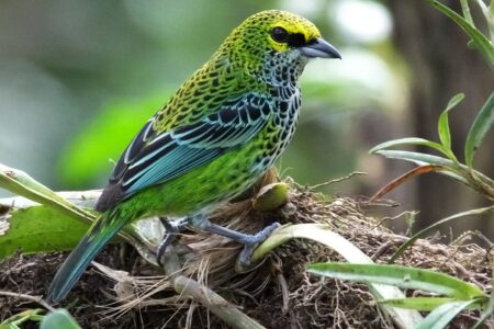 speckled-tanager-5 Birding in the Golfo Dulce – Speckled tanager