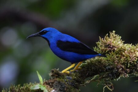 Birding in the Golfo Dulce – Top ten birding destinations in costa rica